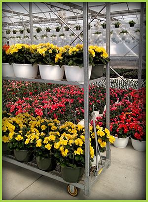 Nanticoke gardens - Since 1973, Nanticoke Gardens has been the area's premier grower of high quality bedding plants, poinsettias and hanging baskets. We look forward to seeing you! 1543 Union Center – Maine Hwy, Route 26 North / Endicott, NY 13760 607.754.5008. Gift Certificates Now Available.